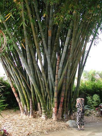 Bamboosa-Giant-Dendrocalamus-giganteus