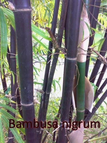 Bambusa-nigrum