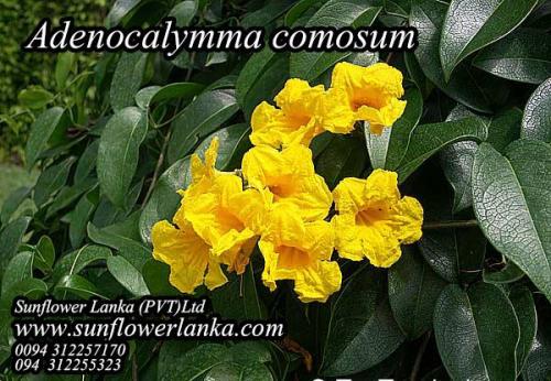 Adenocalymma-comosum