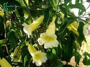 Alamanda-light-Yellow