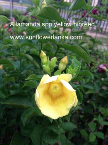 Allamanda-app-yellow-hibreed