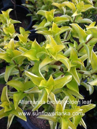 Allamanda-broad-golden-leaf-2