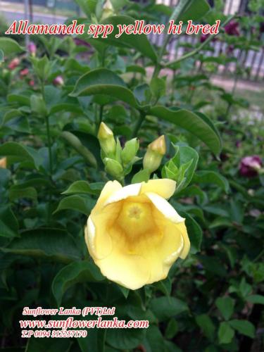 Allamanda-spp-yellow-hibred