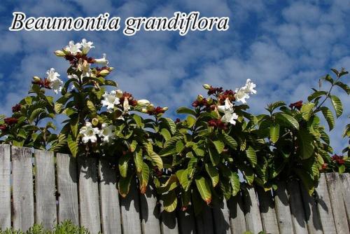 Beaumontia-grandiflora