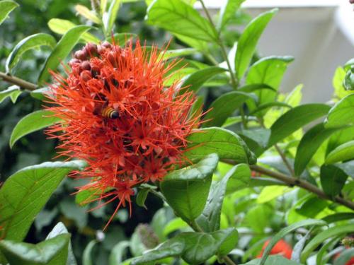 Combretum-spp