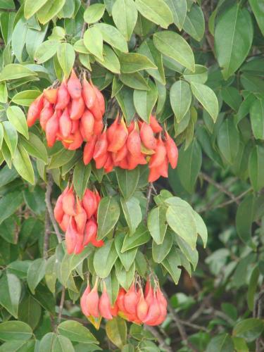 Connarus-monocarpus-Radaliya-