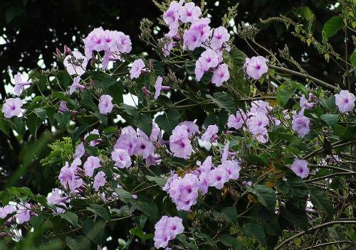 Ipomoea-Carnea