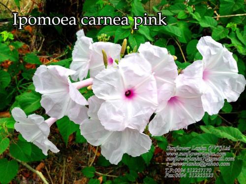 Ipomoea-carnea-pink