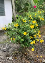 alamanda-cathartica-small-leaf