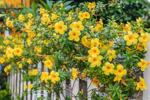 alamanda-cathartica