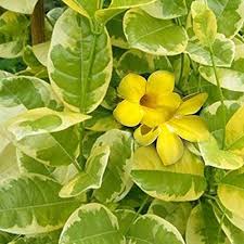 allamanda-climber-variegated