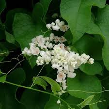 antigonon-leptopus-white