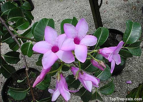 cryptostegia-grandiflora