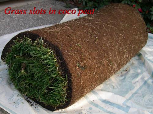 Grass-slots-in-coco-peat