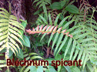 Blechnum-Spicant