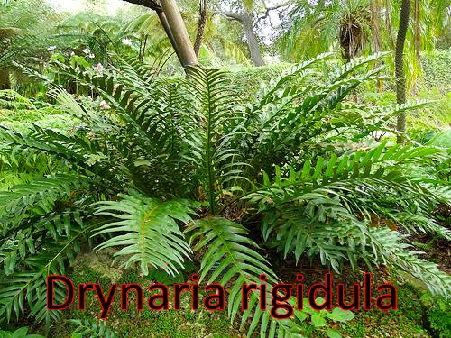 Drynaria-Rigidula