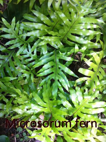 Microsorum-fern