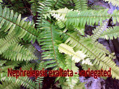 Nephrelepsis-exaltata-variegated