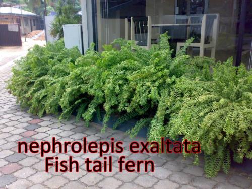 Nephrolepis-exaltata-Fish-tail-fern