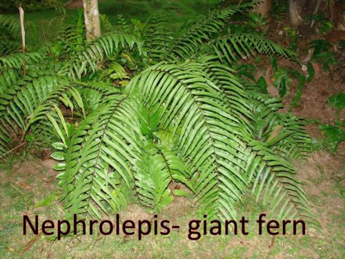 Nephrolepis-giant-fern