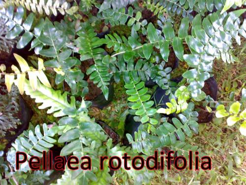 Pellaea-rotodifolia