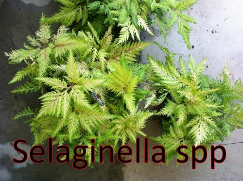 Selaginella-Spp