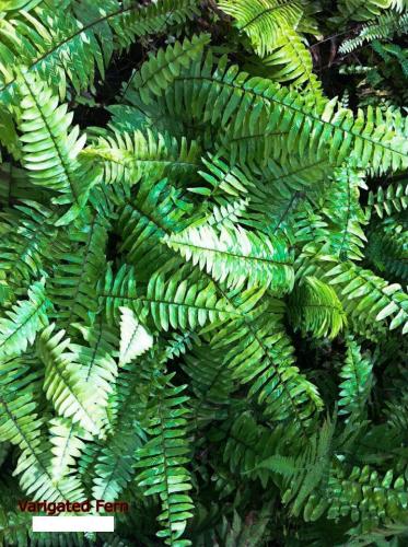 Varigated-Fern