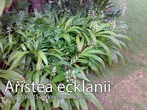 Aristea-ecklanii