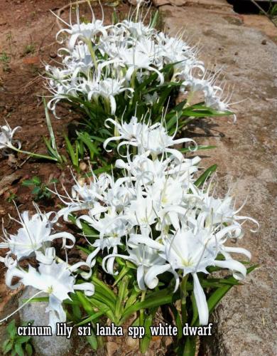 Crinum-lily-sri-lanka-spp-white-dwarf