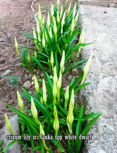 Crinum-zeylanicum