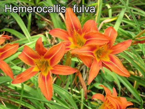 Hemerocallis-fulva