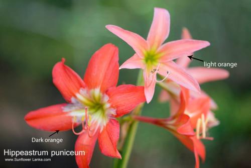 Hippeastrum-puniceum