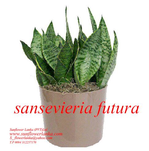 Sansevieria-futura