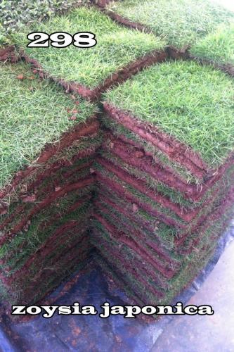 Zoysia-japonica.-Australian-grass