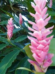 alpinia-purpurata.-pink