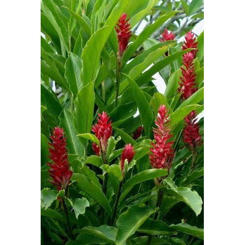 alpinia-purpurata.-red