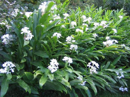 hedychium-coronarium