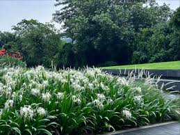 hymenocallis