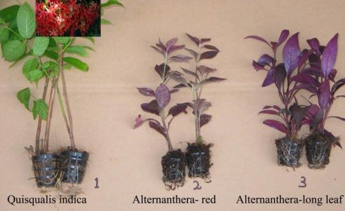 01.Quisqualis-Indica-02.Alternanthera-red-03.Alternanthera-long-leaf