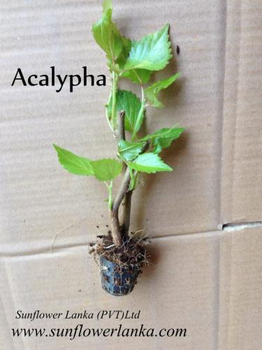 Acalypha