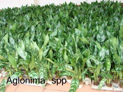 Aglonima-Spp