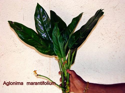 Aglonima-marantifolium