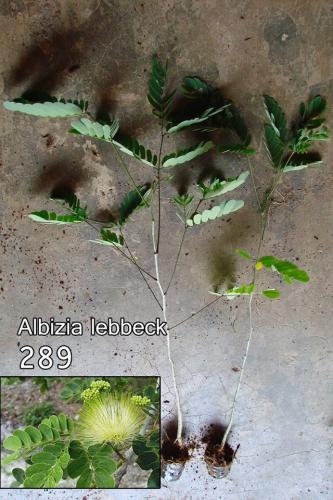 Albizia-lebbeck