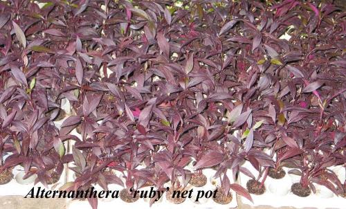 Alternanthera-ruby-net-pot