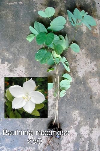 Bauhinia-racemosa