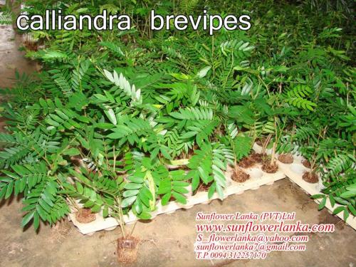 Calliandra-brevipes-2