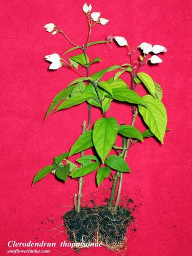 Clerodendrum-thopmsonae