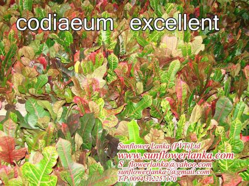 Codiaeum-excellent