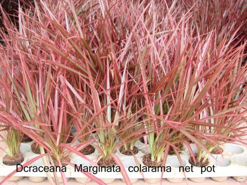 Dcraceana-Marginata-colarama-net-pot