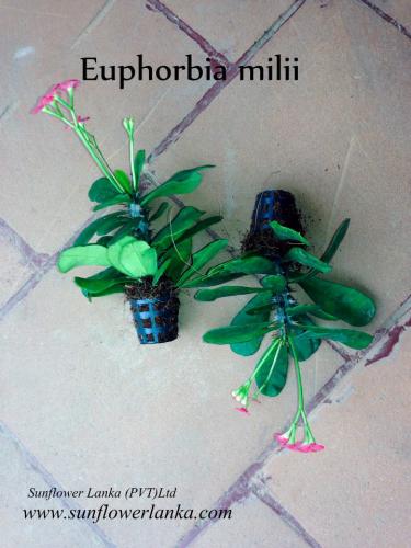 Euphorbia-milii